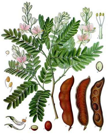 Bildquelle: Franz Eugen Köhler, Köhler's Medizinal-Pflanzen
Urheberrechte: Public Domain
Quelle:http://commons.wikimedia.org/wiki/File:Koeh-134.jpg Kontaktbild